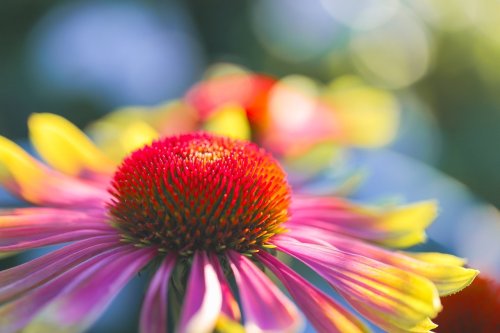 Plantez cette fleur verte et rose avant fin mai : elle résiste au gel, au soleil, et refleurit toute seule pendant des années