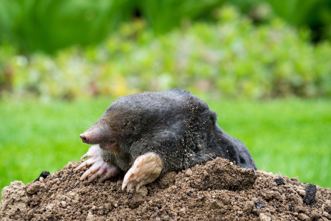 Taupes dans votre jardin, attention à ce que dit la loi en 2025 avant d’agir