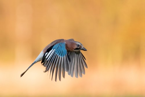 Vous l’avez peut-être déjà vu dans votre jardin… mais ce bel oiseau n’annonce rien de bon