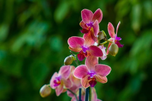 Comment faire fleurir votre orchidée ? Ces 4 astuces pour des fleurs plus grandes et plus belles révélées par une experte