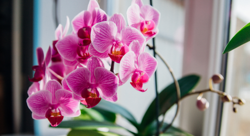 Une orchidée à deux tiges fleuries pour moins de 7 euros ? C'est possible chez LIDL !