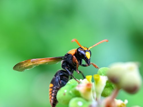 Ces plantes très répandues attirent les frelons asiatiques, mieux vaut les retirer avant l’invasion