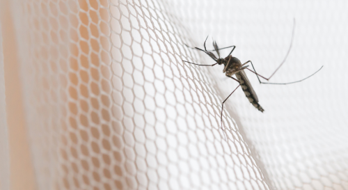 Votre maison attire les moustiques ? Voici Ce qu'il ne faut SURTOUT pas laisser trainer chez soi