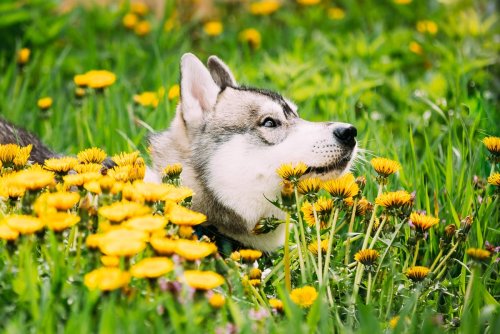 Il ne peut pas vous le dire… mais ces 4 symptômes montrent que votre chien souffre du rhume des foins