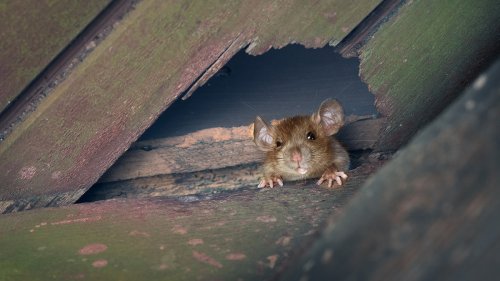 Prévenir une invasion de rats : quelles solutions envisager ? - Mon Jardin & ma maison