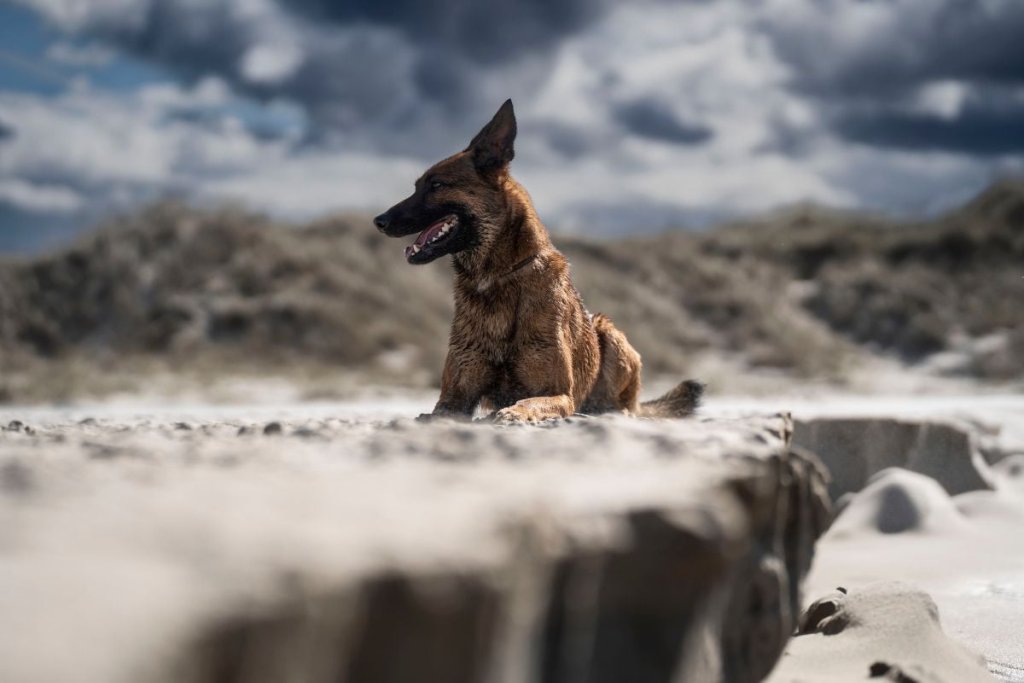 UN AMOUR DE CHIEN