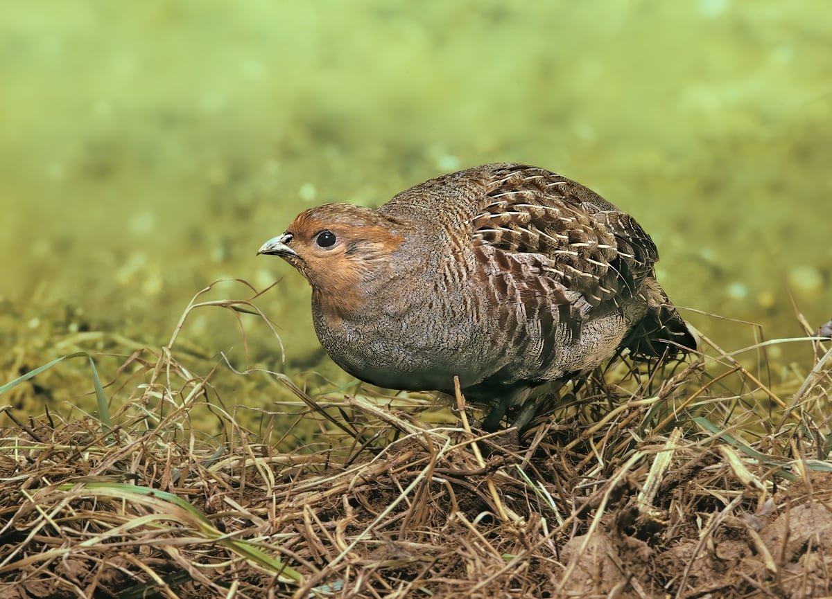 En France, la perdrix grise disparaît à un rythme inédit : les raisons d&rsquo;un déclin qui nous concerne tous