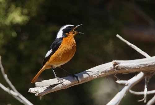 Il avait disparu du paysage, mais cet oiseau exotique est de retour en France… pour seulement quelques jours !
