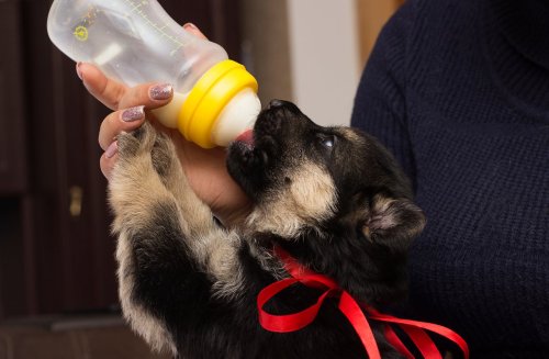 Un berger allemand croisé chihuahua : ce chien rare surprend par son caractère affectueux et fidèle