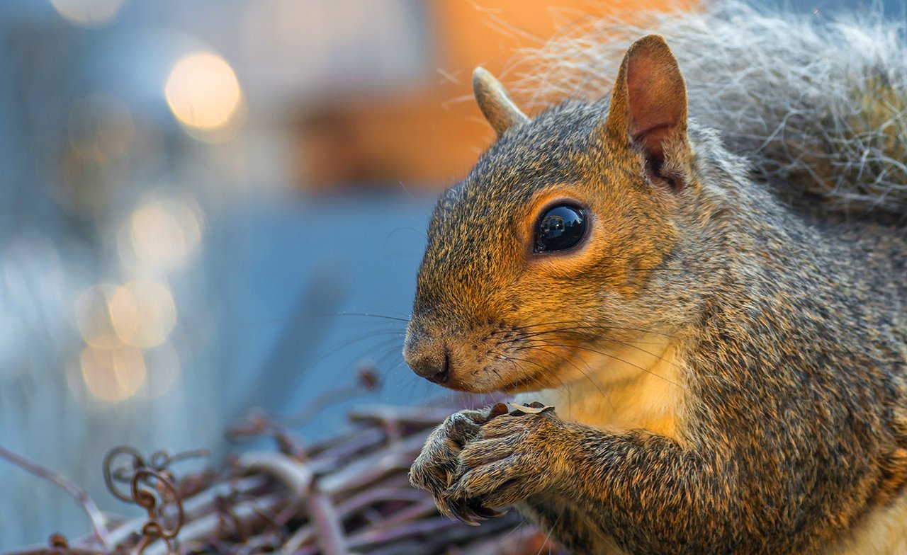 7 astuces incontournables pour transformer votre jardin en refuge pour écureuils