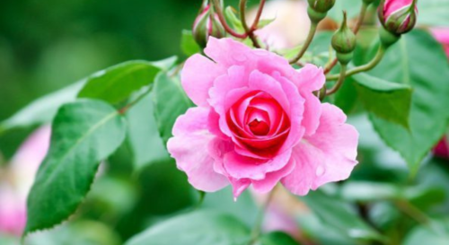 Comment réussir la taille des rosiers en été pour avoir de belles roses ?