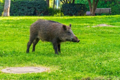 Voici l'astuce de grand-mère qui permet d'éloigner les sangliers de votre jardin : on vous prévient, ça décoiffe