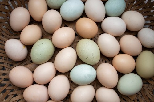 Œufs de poule verts, bleus et roses : c’est possible, avec ces espèces/ces variétés !