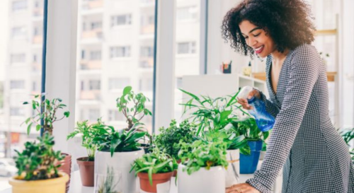 Ce mélange pour arroser les plantes d’intérieur et les faire pousser plus rapidement va vous bluffer !