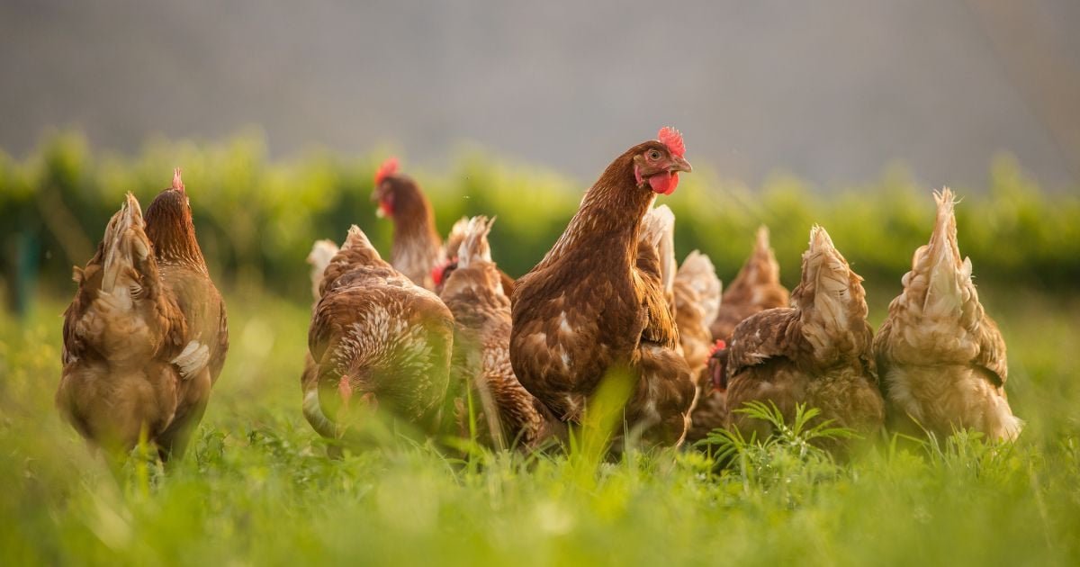 Grippe aviaire en France, deux foyers confirmés dans les élevages : ce qu’il faut savoir