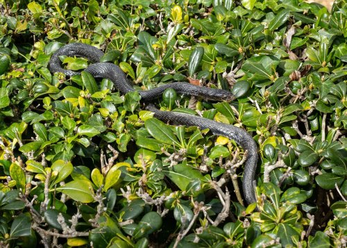 Face à un serpent mort, beaucoup font ce geste dangereux sans le savoir, "il ne faut surtout pas..."