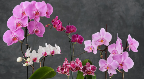Nos conseils de pro pour protéger ses orchidées de la chaleur et du soleil