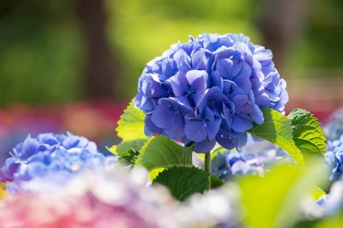 4 conseils d'experts à appliquer maintenant pour une floraison spectaculaire de vos hortensias au printemps !