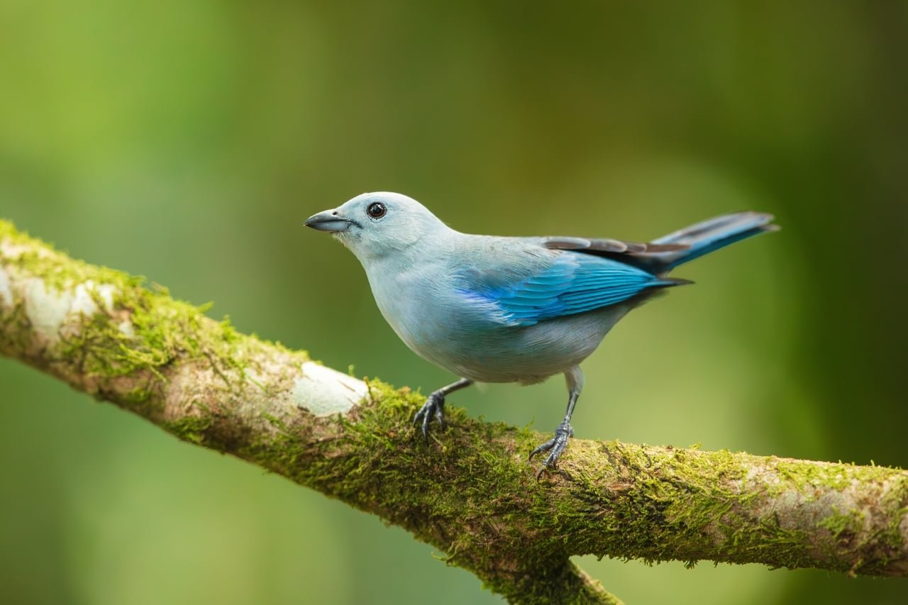 Depuis l’interdiction de ces pesticides, ces oiseaux font un retour discret mais réel dans nos campagnes