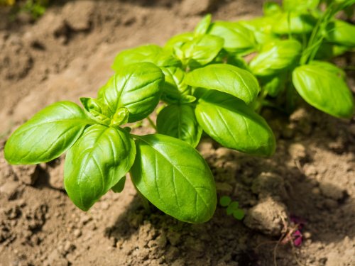 Cet ingrédient oublié de votre cuisine est un super-engrais au jardin : il fait pousser vos aromatiques deux fois plus vite