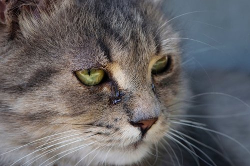 Les chats ont (littéralement) la larme à l'œil en écoutant ce type de musique