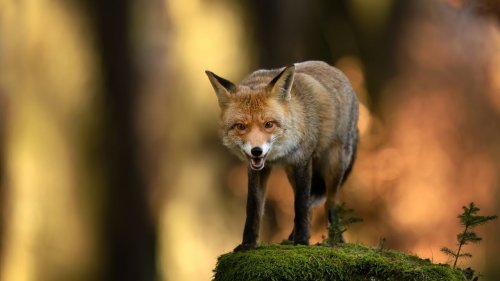 Face à face avec un renard : le geste instinctif à éviter, il peut déclencher son instinct de prédateur, "ne surtout pas..."