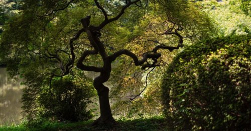 Ces arbres sont comestibles des racines à la cime que vous pouvez les planter (et les manger) chez vous !