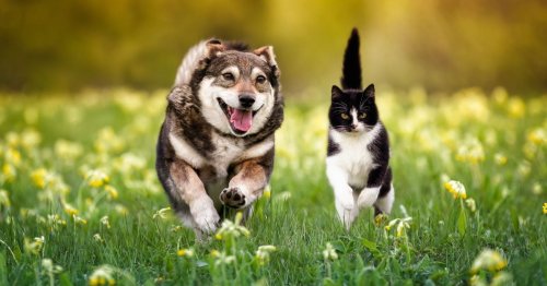 La science l'affirme, les chats auraient un avantage biologique qui réduit l’espérance de vie des chiens