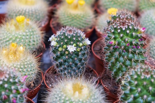 Comment déclencher la floraison des cactus ?