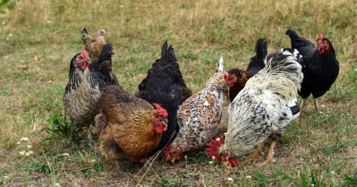 Les anciens utilisaient ce mélange naturel pour protéger leurs poules, une astuce efficace que les éleveurs ont presque tous oubliée
