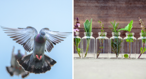 Faire fuir les pigeons de votre jardin grâce aux odeurs ? C'est possible !