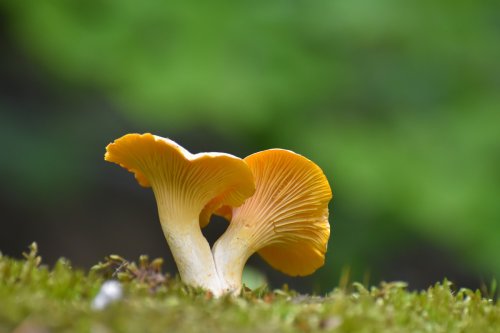 Pourquoi les champignons se feront rares cette année en forêt ?