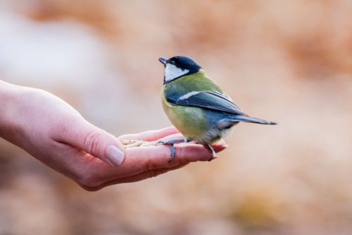 Une mésange va vous rendre visite tous les jours et se poser directement dans votre main si vous faites ce geste