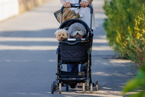 Ni marcher ni courir, voici la meilleure façon de promener votre chien selon un vétérinaire
