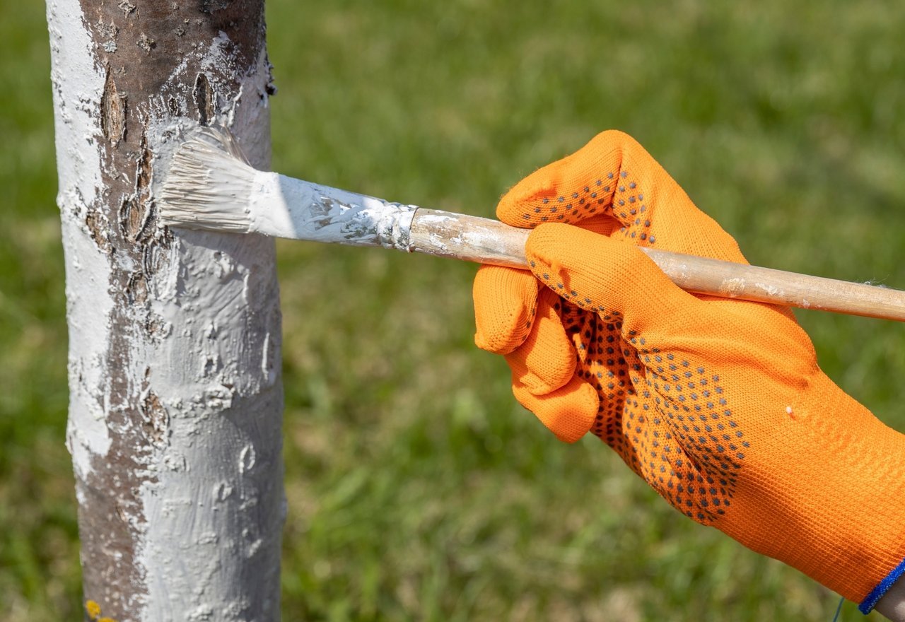 Voici pourquoi il faut absolument peindre vos arbres en blanc avant le début de l’été