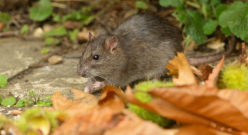 Est-ce que le compost attire les rats ?
