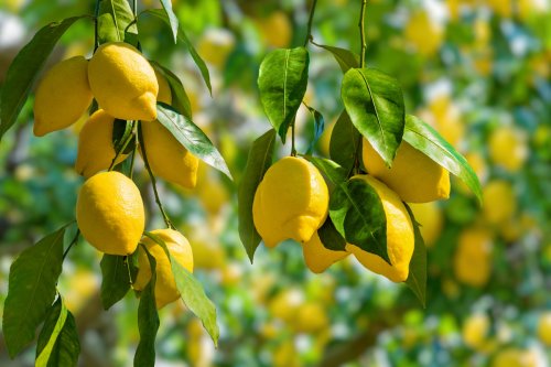 Citronniers : faites ceci avant mi-avril ou dites adieu aux citrons