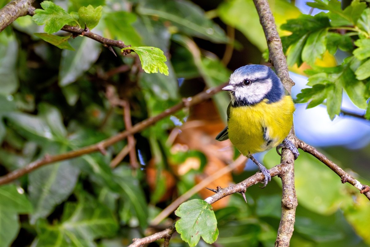 Voici l’oiseau qui dévore les moustiques au jardin (et comment l’attirer facilement chez vous)