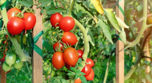 On a trouvé la solution pour avoir beaucoup de tomates sur un pied !