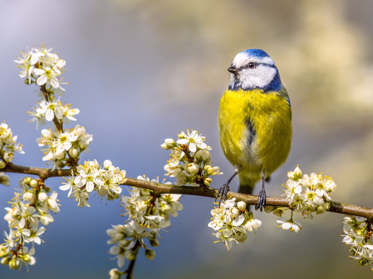 Voici pourquoi nourrir les oiseaux au printemps peut vous revenir à la figure de manière spectaculaire
