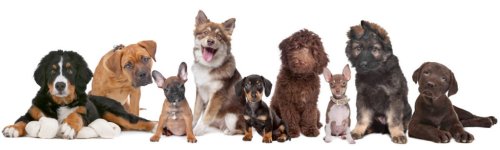 Personalisierte Geschenke für Hundebesitzer & Hundefreunde