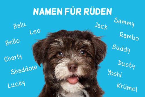 Männliche Hundenamen: Namen für Rüden von A bis Z