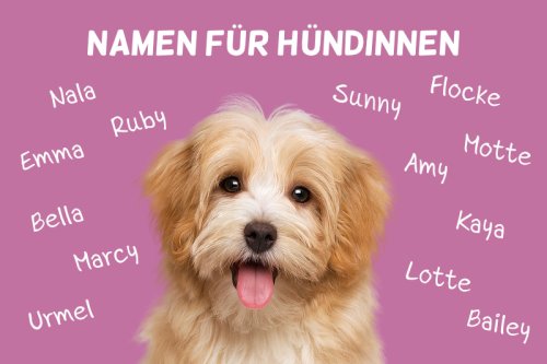 Weibliche Hundenamen: Namen für Hündinnen von A bis Z