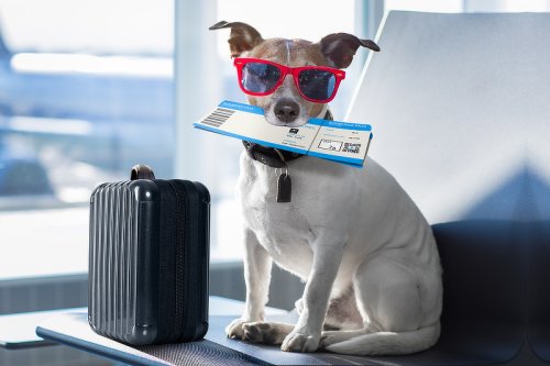 Fliegen mit Hund, Katze & Co: Tipps für Flugreisen mit Haustier