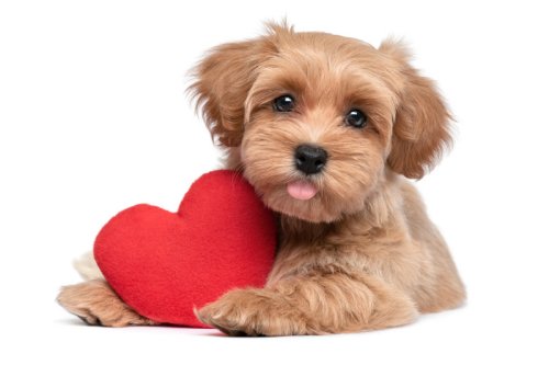 Hundesprüche: Schöne Sprüche als Liebeserklärung an den Hund