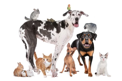 Tiersprüche: Schöne, süße und lustige Sprüche & Weisheiten über Tiere
