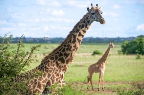 25+ INCREDIBLE Things To Do in Nairobi (inc. Day Trip & Safari Ideas!)