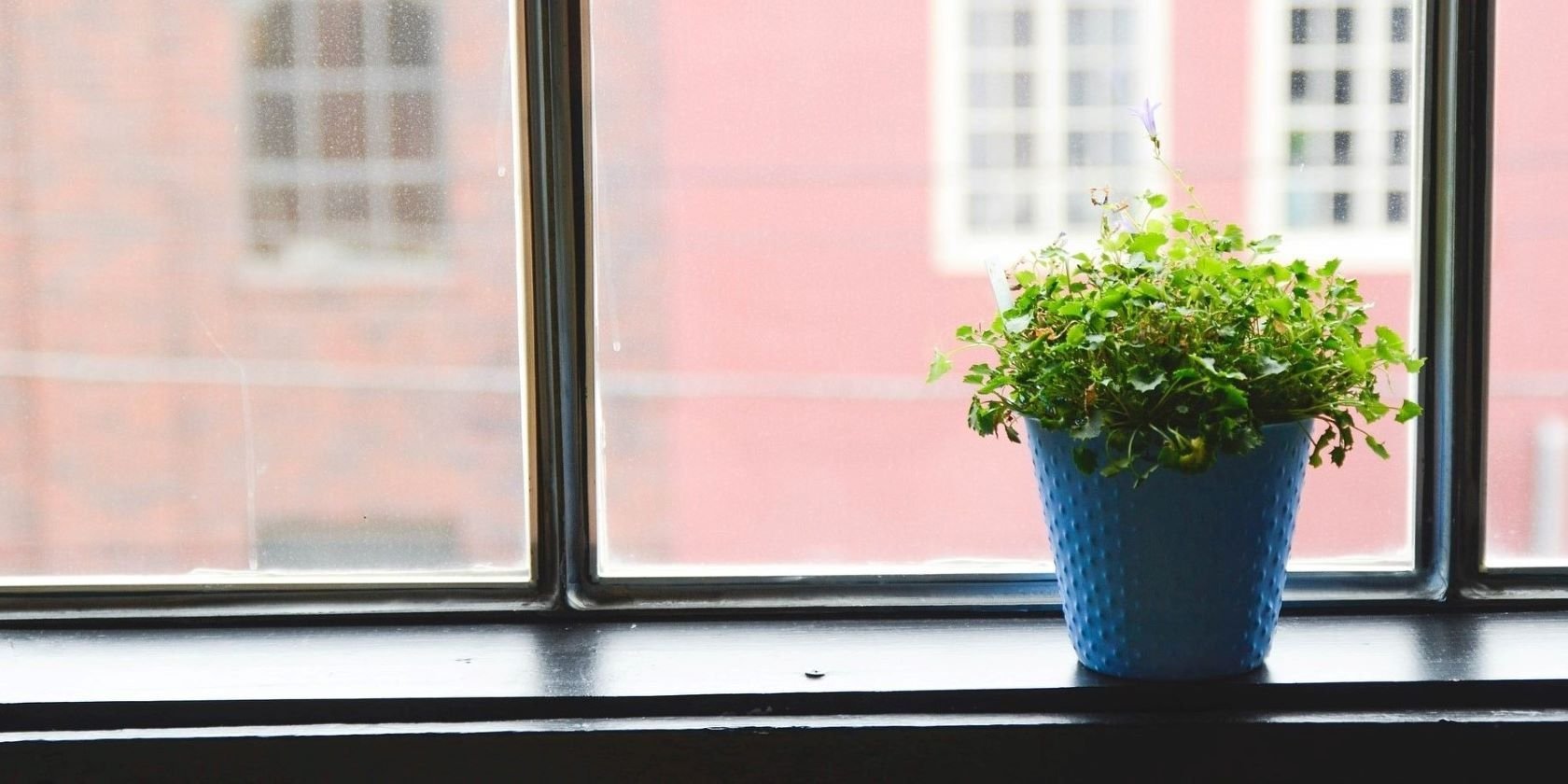 The 5 Best Android Apps for Taking Care of House Plants