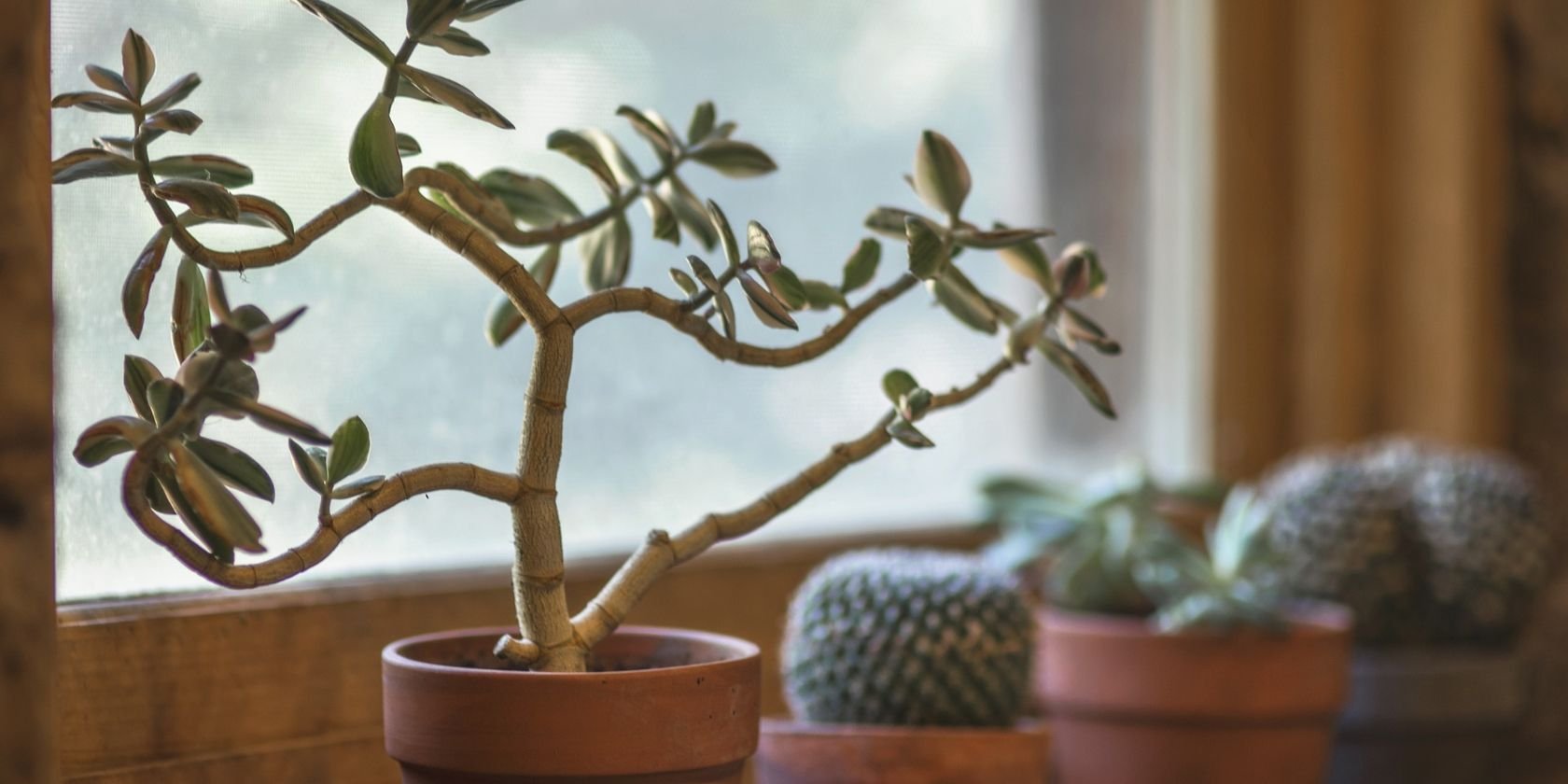 5 Sites That Can Help You With Houseplant Care