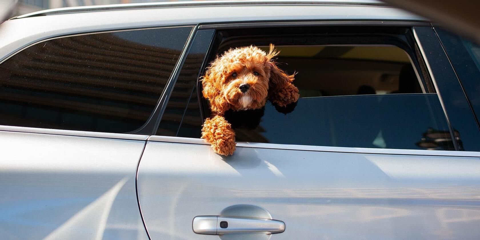 The 6 Best Auto-Tech Features to Keep Your Dog Safe